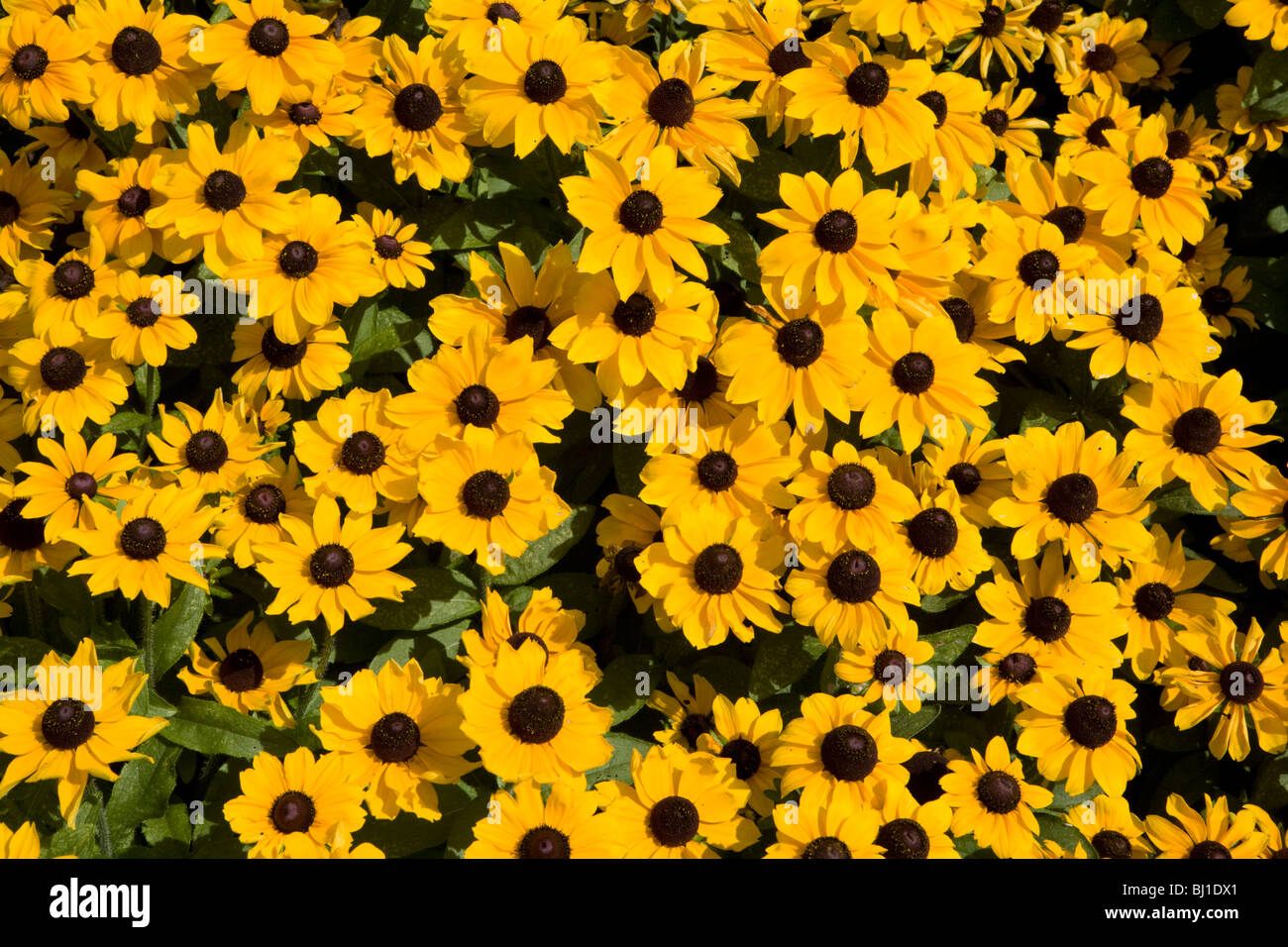 Yellow flower bed Stock Photo Alamy