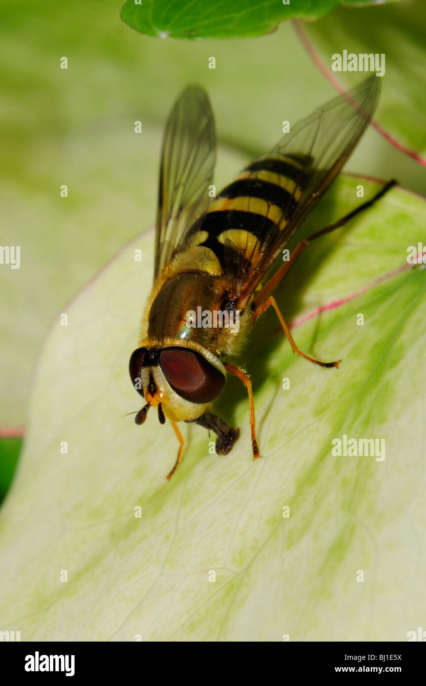 Insect mouthparts hires stock photography and images Alamy