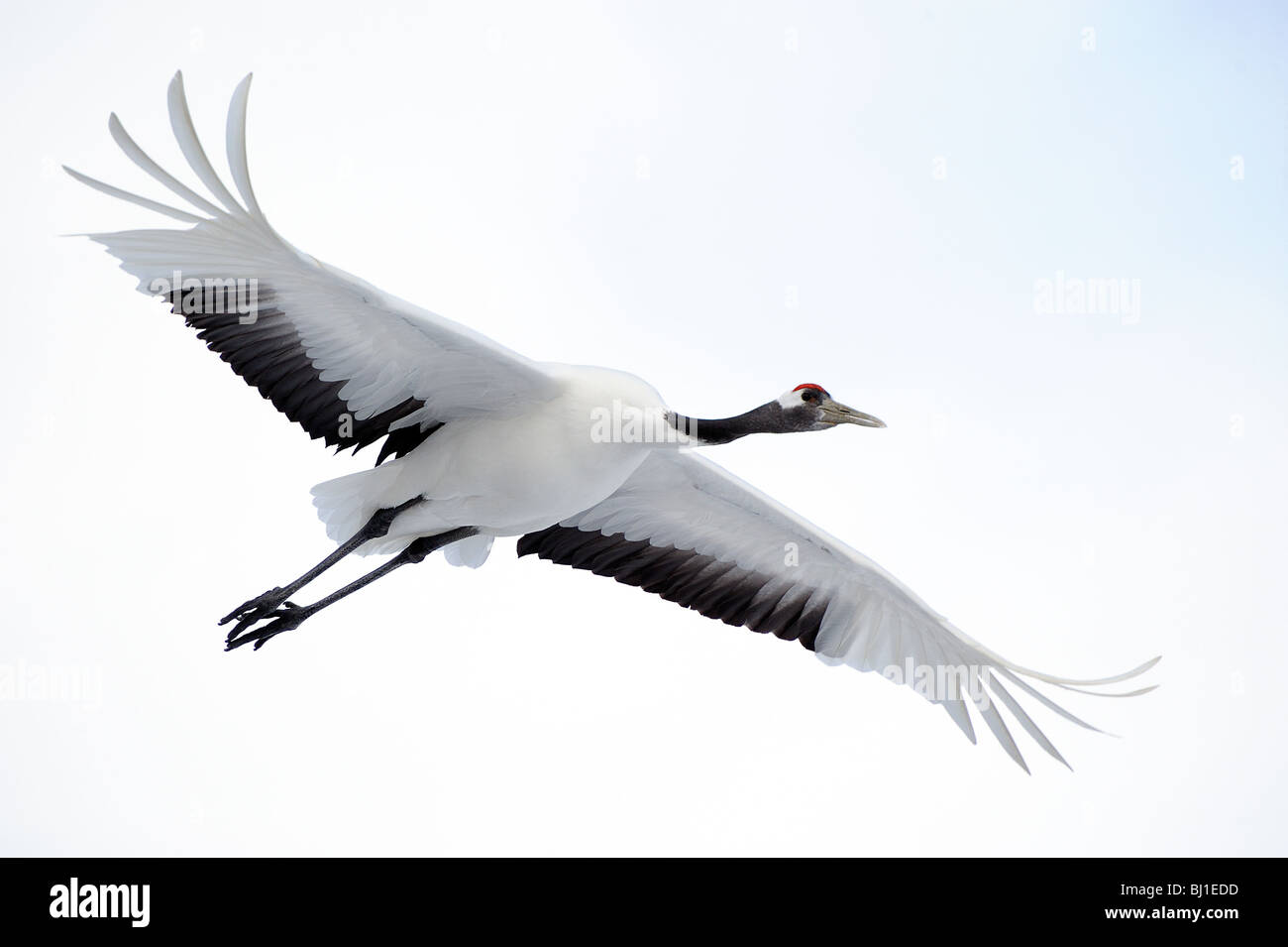 Tanchou hi-res stock photography and images - Alamy