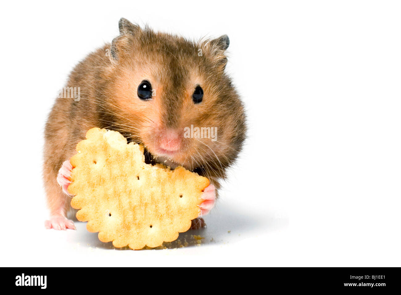 Hungry hamster eating cookie. On white background isolated Stock Photo Alamy