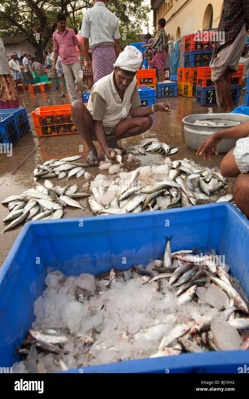 India, Kerala, Kochi, Fort Cochin, morning fish market, man sorting