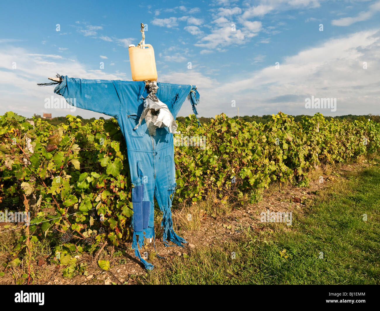 Home-made scarecrow in small vineyard - sud-Touraine, France. Stock Photo