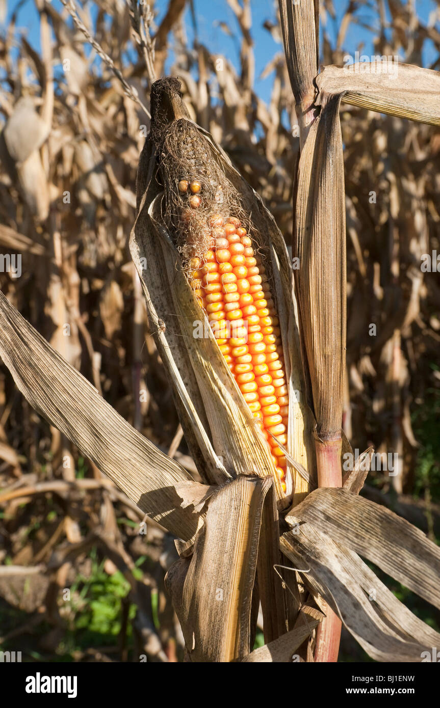 Ripening maize / sweet corn cob IndreetLoire, France Stock Photo