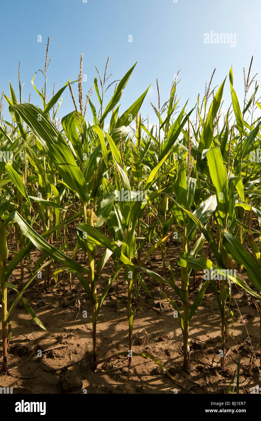 Maize / sweet corn - Indre-et-Loire, France Stock Photo - Alamy