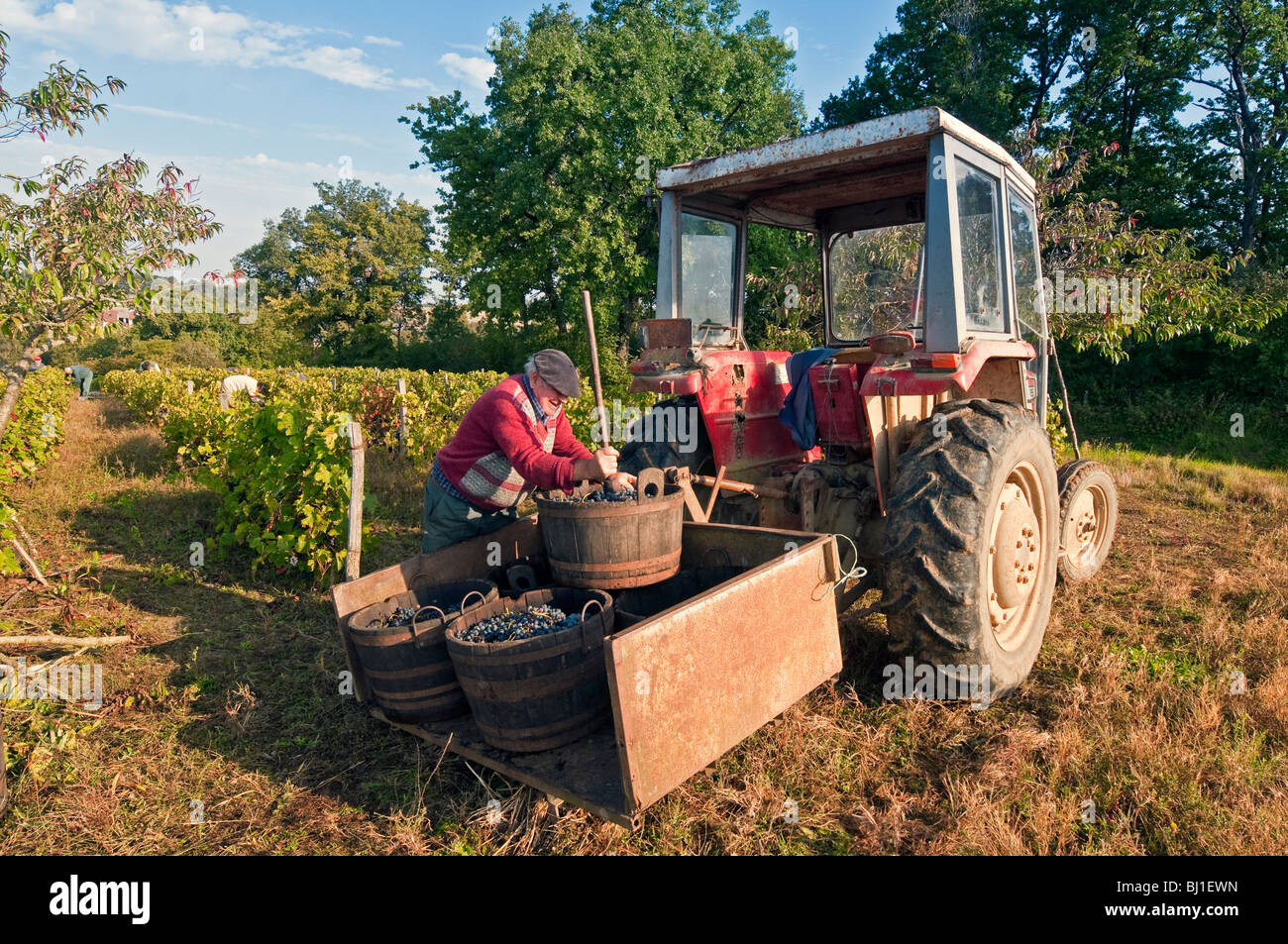 French peasant farmer loading grape harvest sudTouraine, France