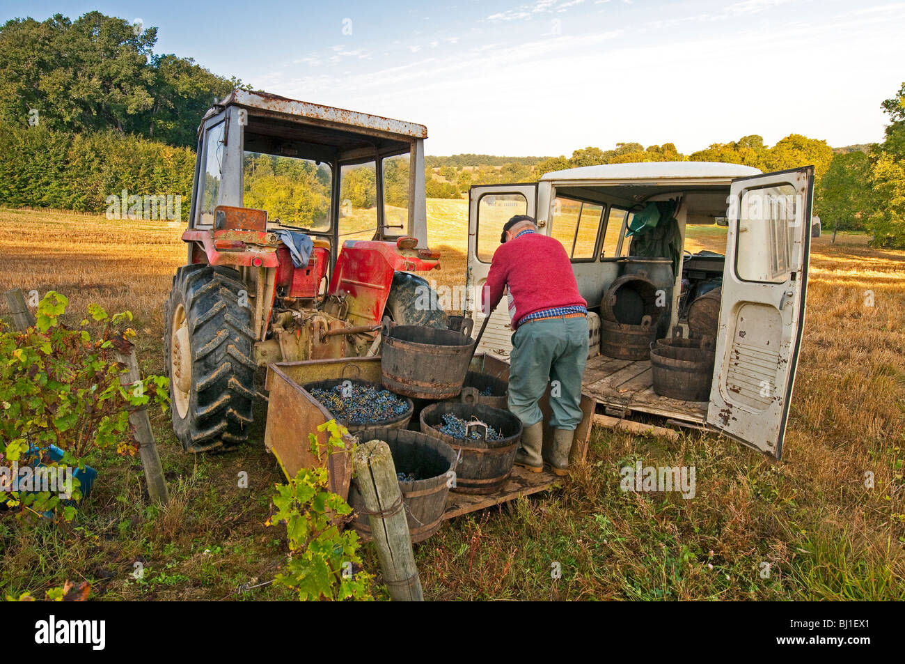 French peasant farmer loading grape harvest sudTouraine, France