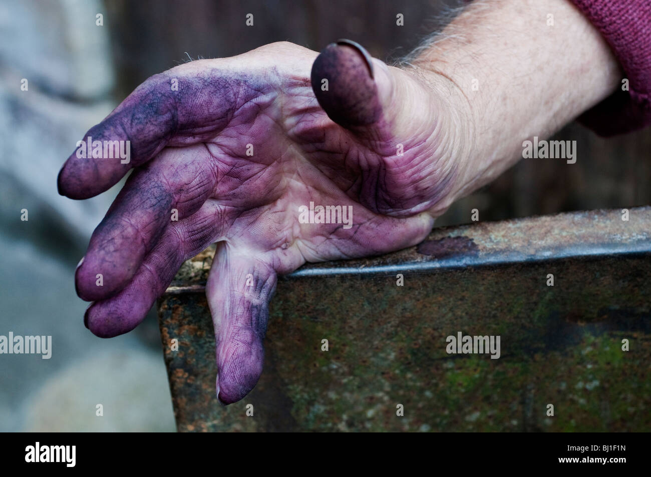 French farmer's hand stained from grape harvest - sud-Touraine, France. Stock Photo