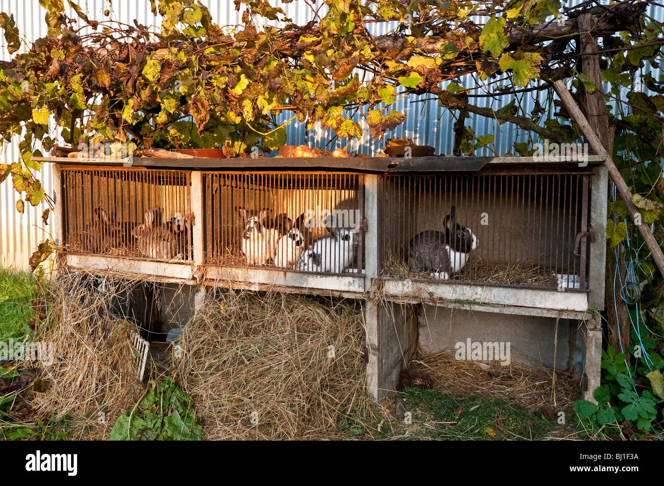 Rabbits in farm hutch bred for domestic eating - sud-Touraine, France. Stock Photo