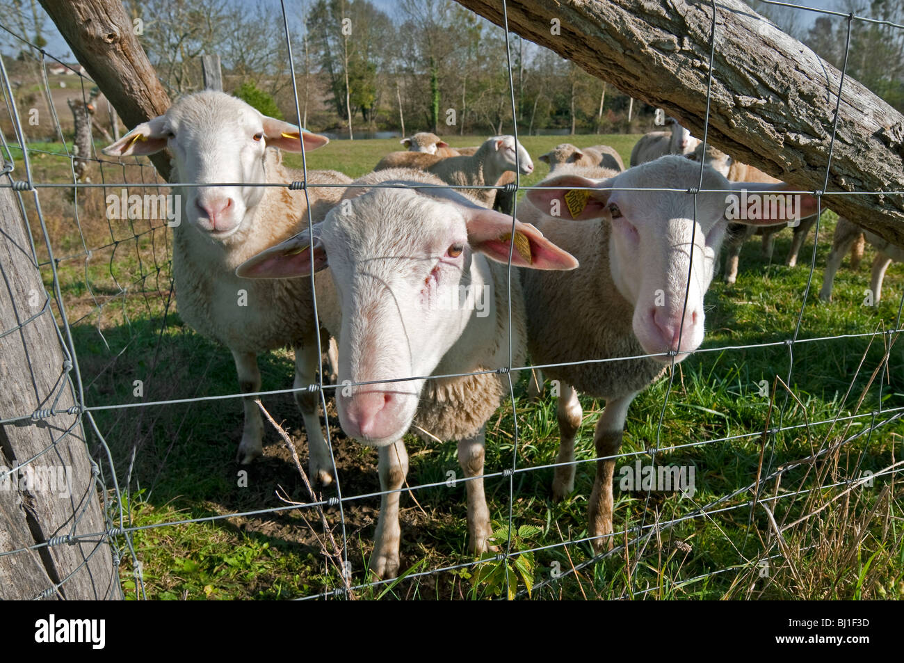 French sheep sudTouraine, France Stock Photo Alamy