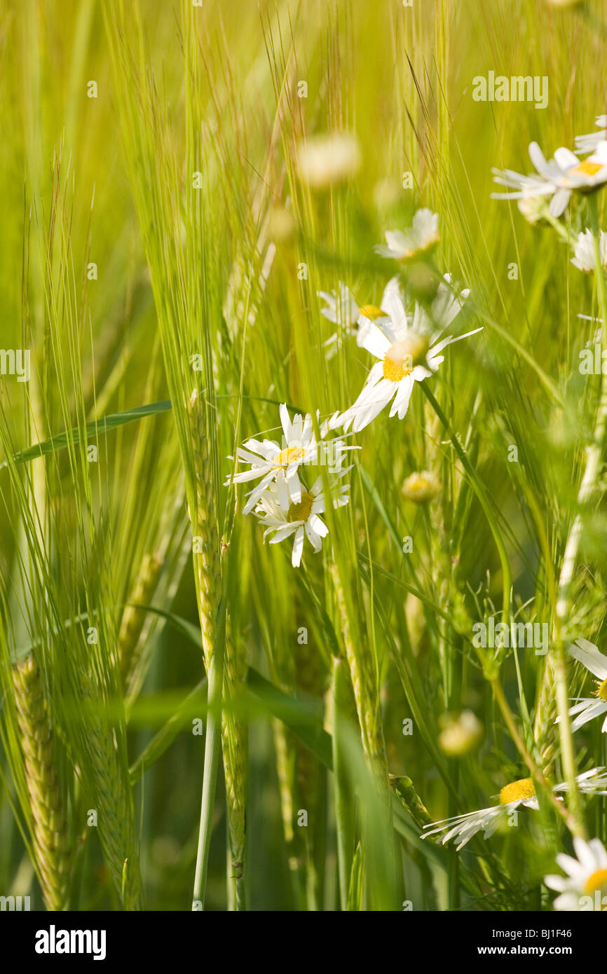 White flowers grassy field hi-res stock photography and images - Alamy