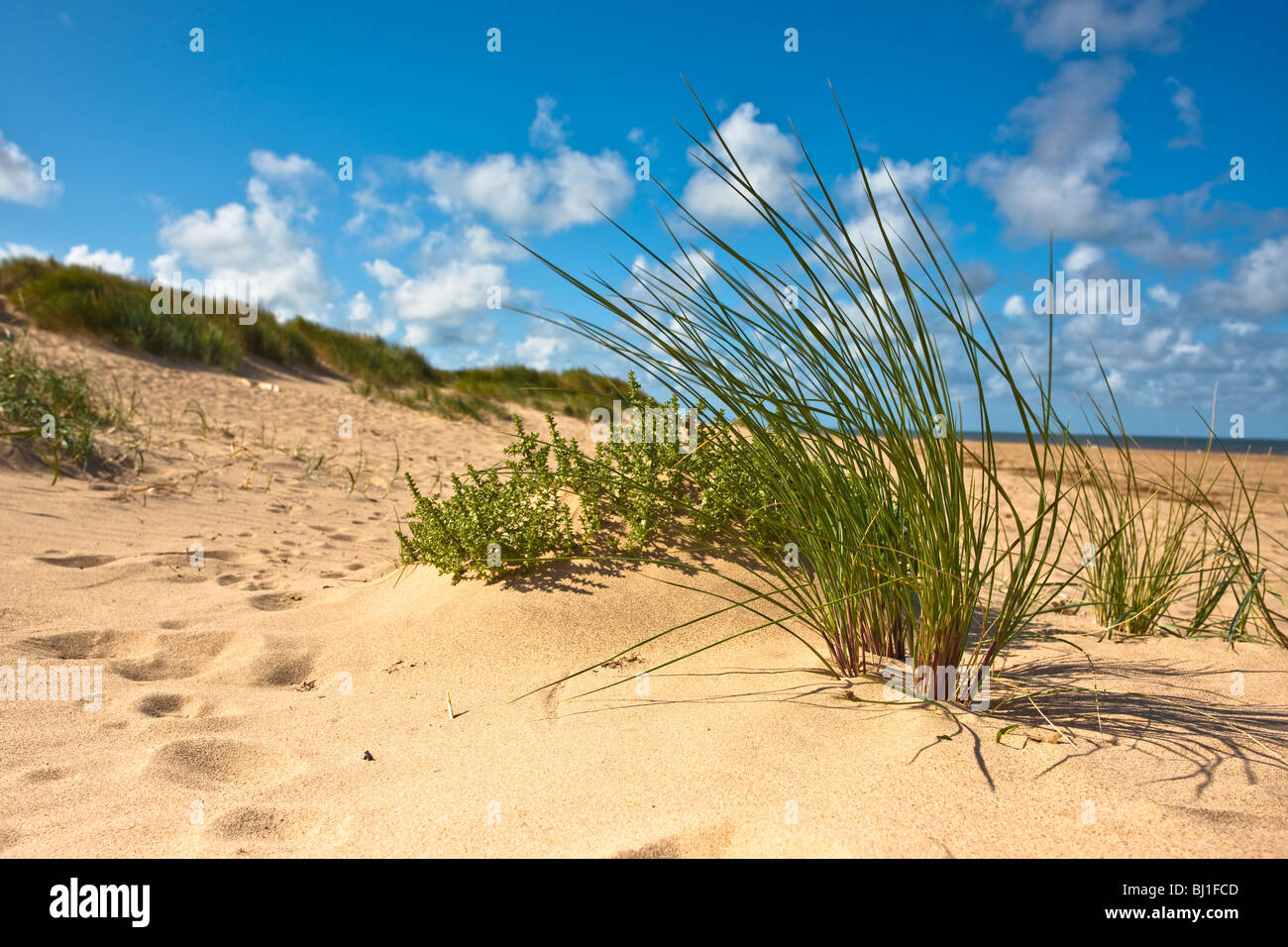 A clump of Marram grass on the beach at Thornham, Norfolk Stock Photo