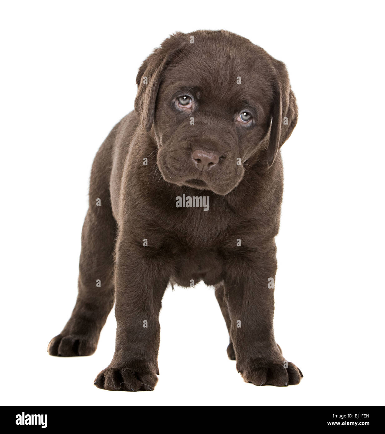 chunky chocolate labrador puppies