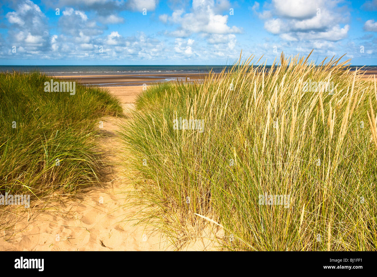 Marram grass on the sand dunes at Thornham, Norfolk Stock Photo Alamy