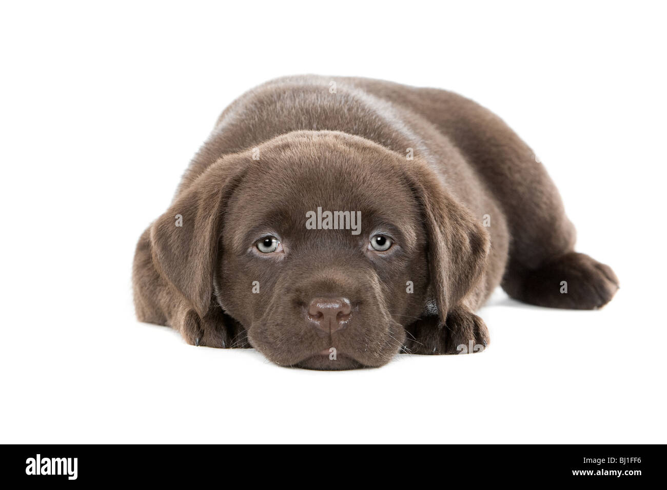 Ultra Cute Shot of a Six Week Old Chocolate Labrador Puppy Stock Photo