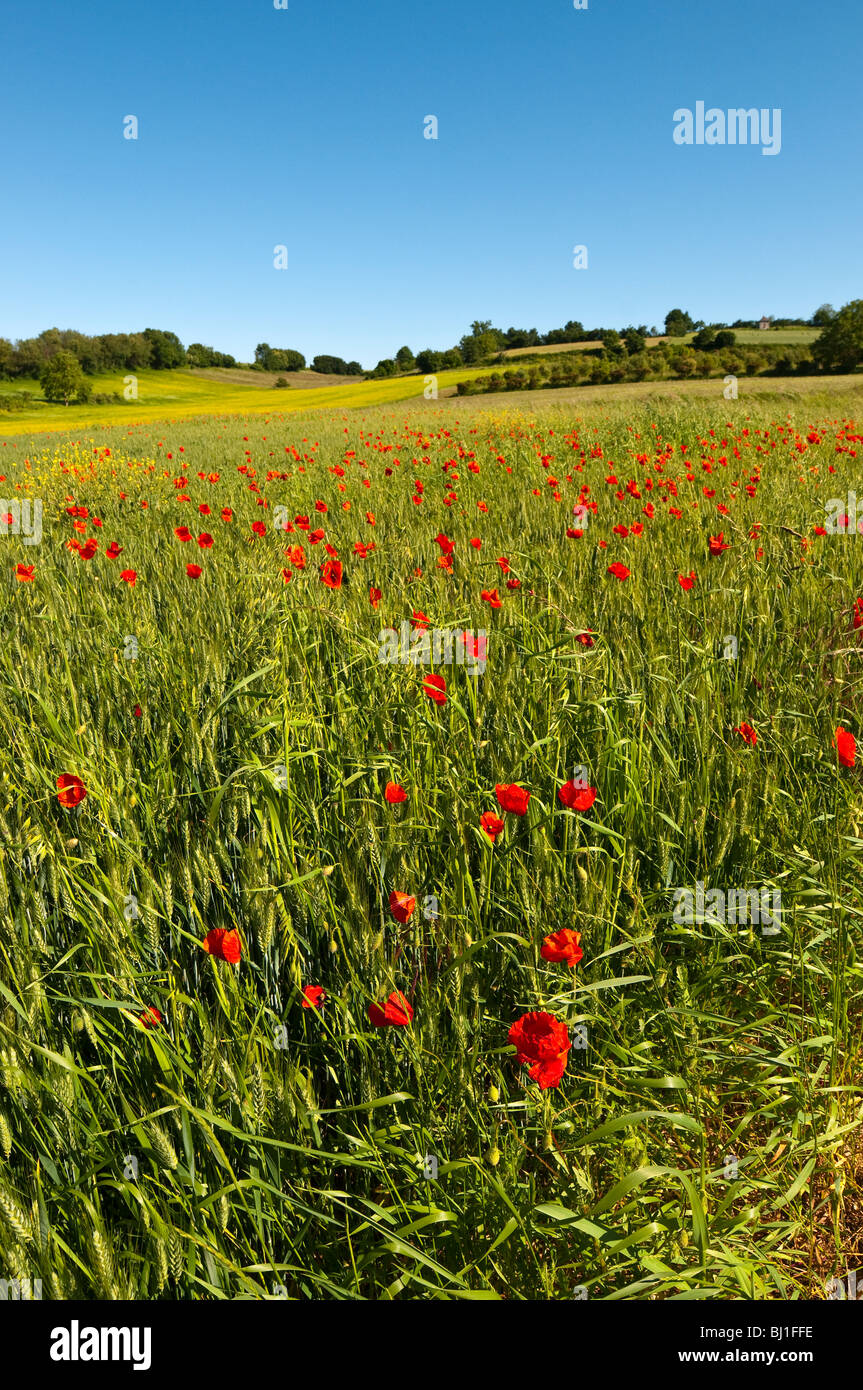 Swathe of Common Poppy in barley field - Indre-et-Loire, France. Stock Photo