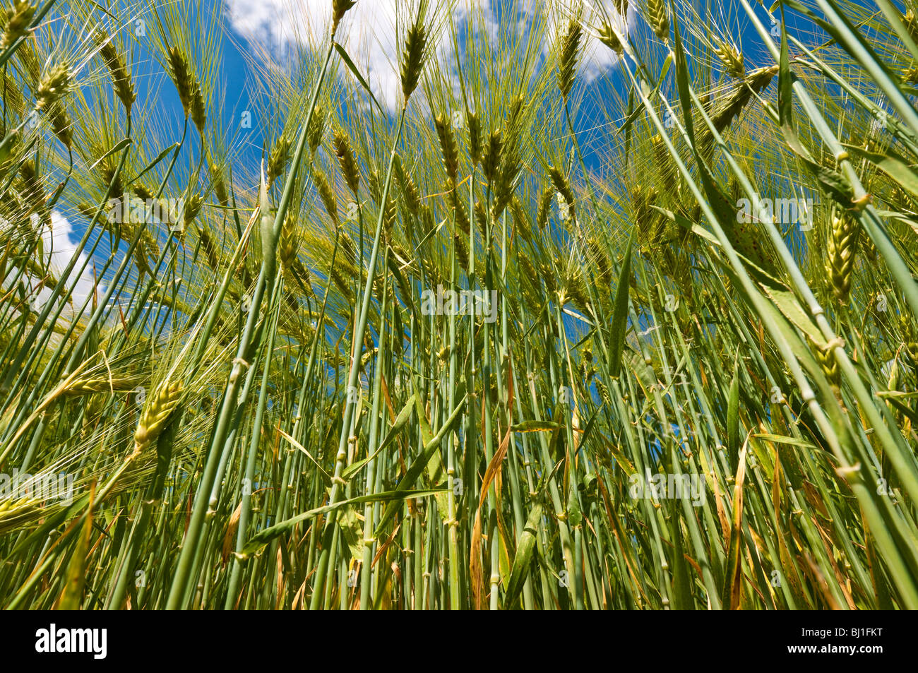 Worm's eye view of Barley field - Indre-et-Loire, France. Stock Photo