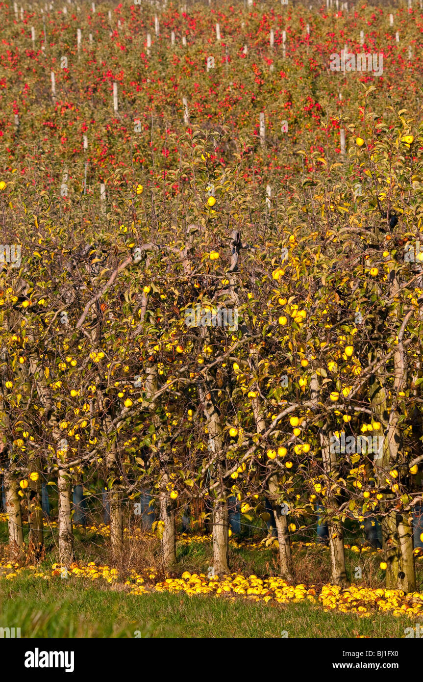 Commercial Golden Delicious apple orchard France Stock Photo Alamy