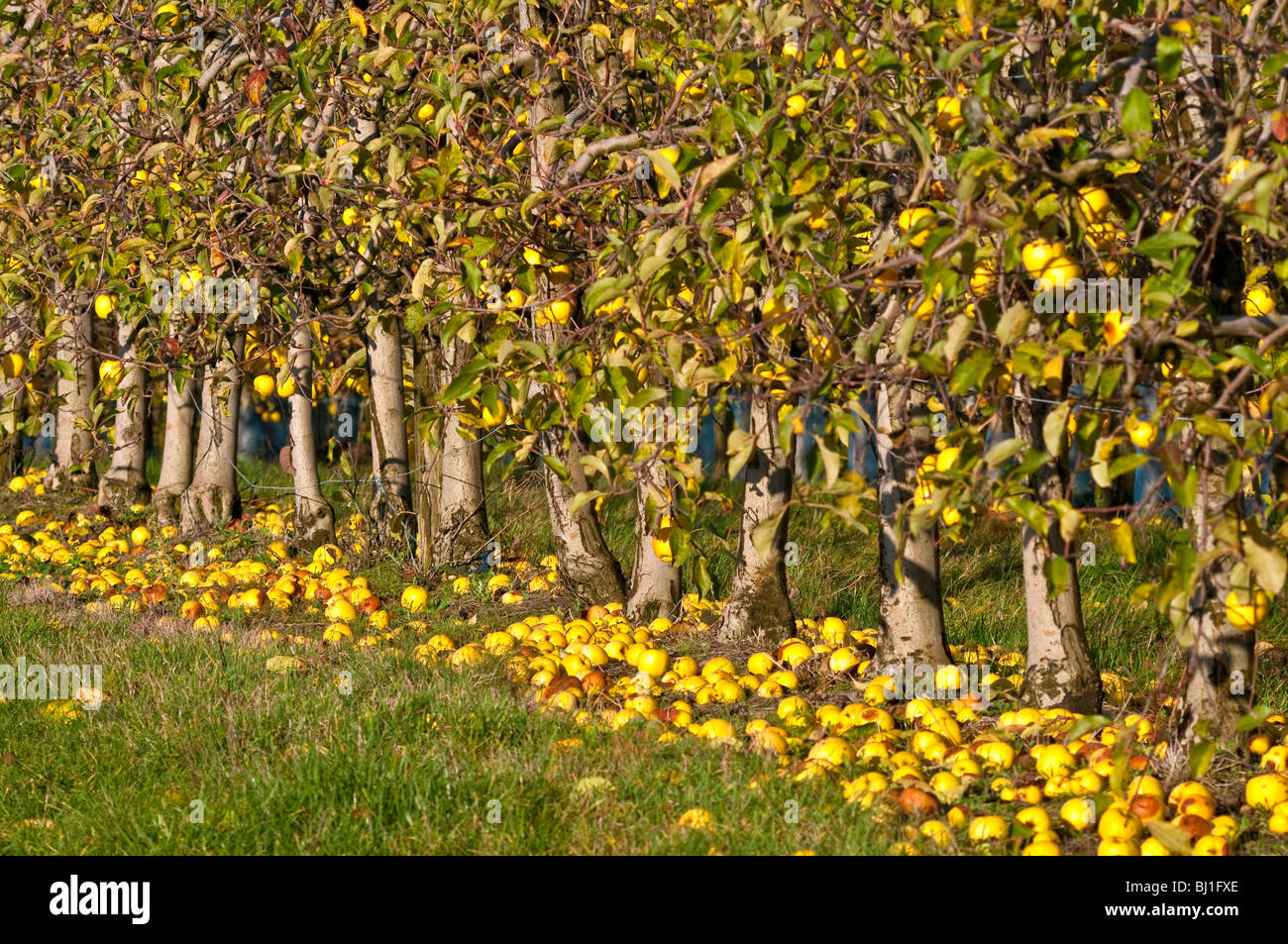 Commercial Golden Delicious apple orchard - France. Stock Photo