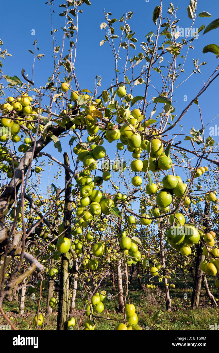 Orchard france hires stock photography and images Alamy