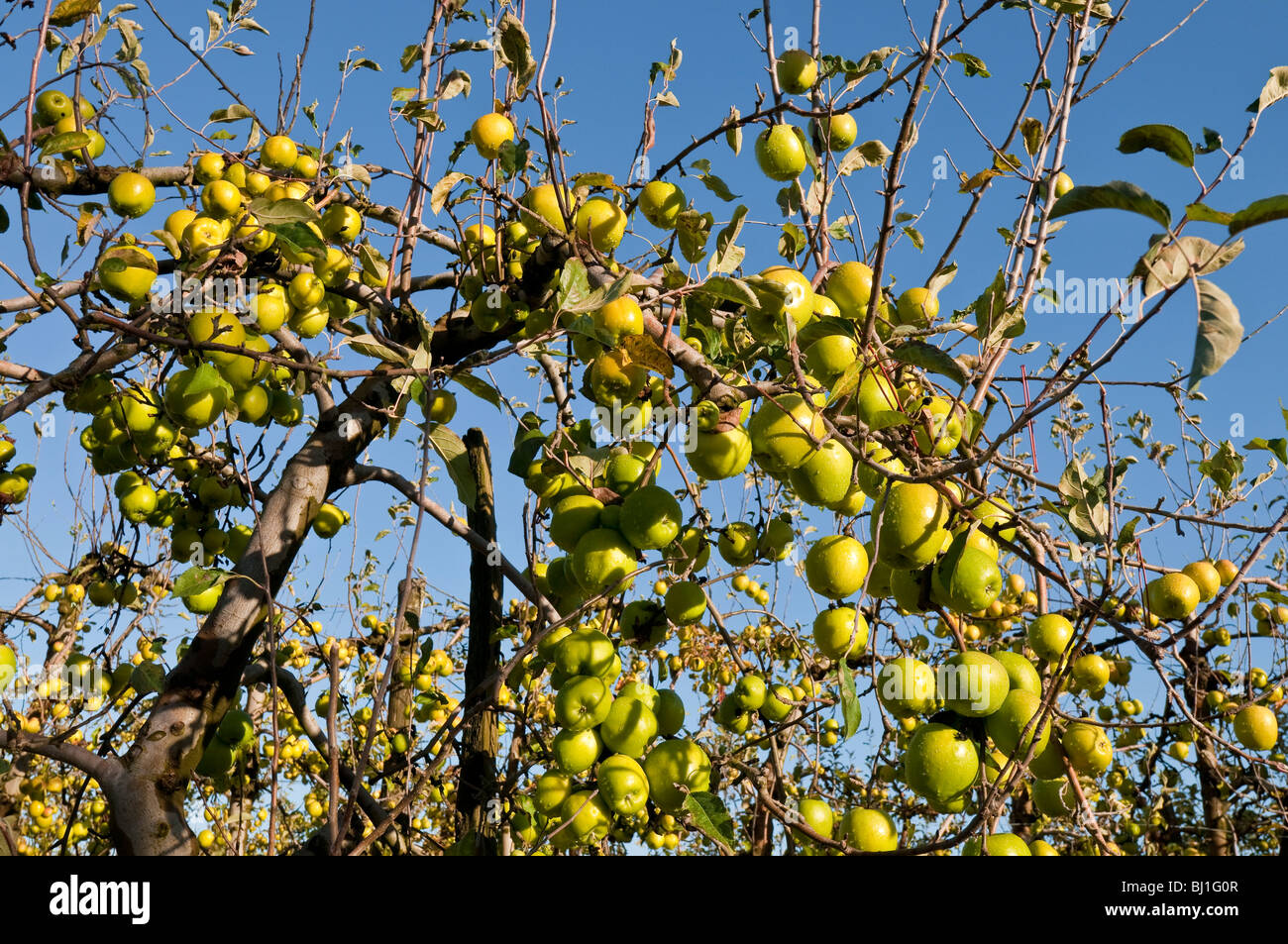 Commercial Golden Delicious apple orchard France Stock Photo Alamy