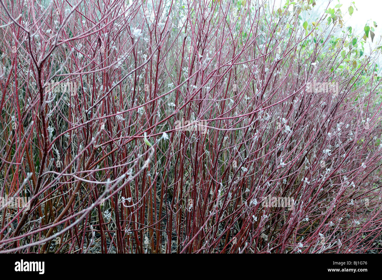 Red Twig Dogwood Cornus alba Red Barked display snow ice frost  garden gardening winter Stock Photo