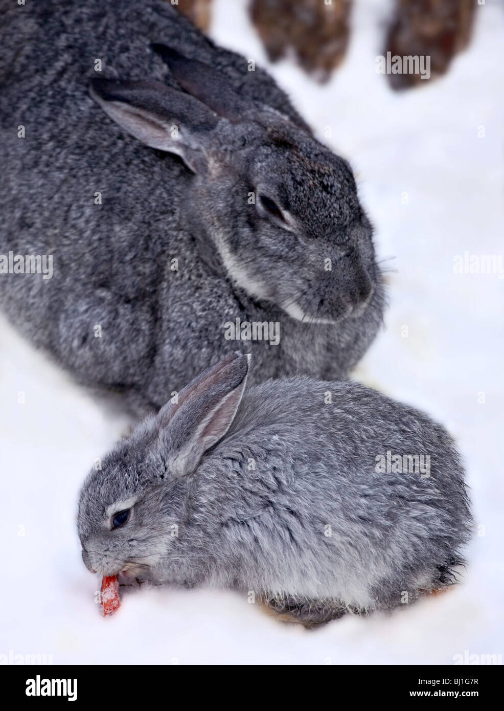Little rabbit sitting together with with doerabbit Stock Photo Alamy