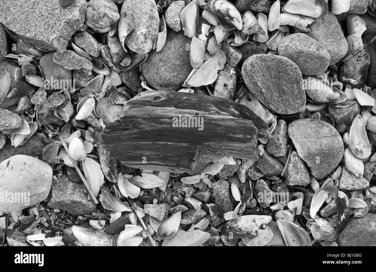 Close up view of pebbles and beach rubbish - black and white - Nigg bay - Torry - Aberdeen Stock Photo
