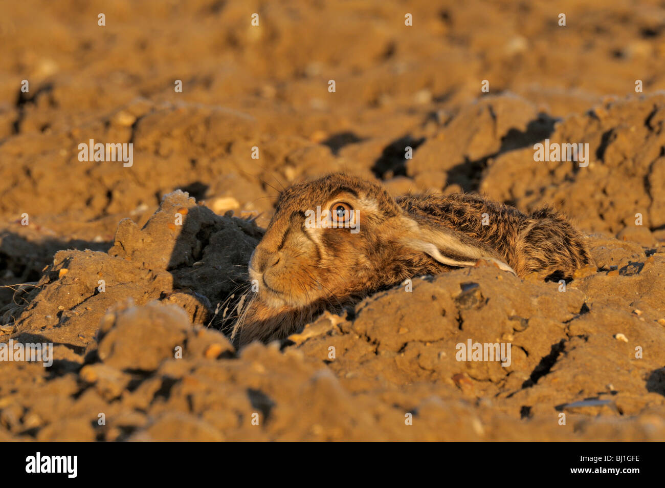 Brown Hare Lepus europaeus Stock Photo