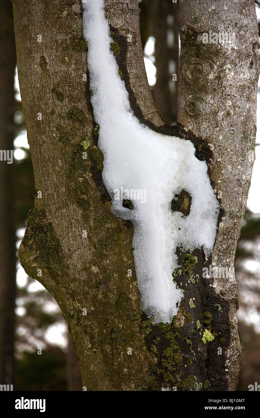 Face of nature. Snow on trees.. East lothian. Scotland. Stock Photo