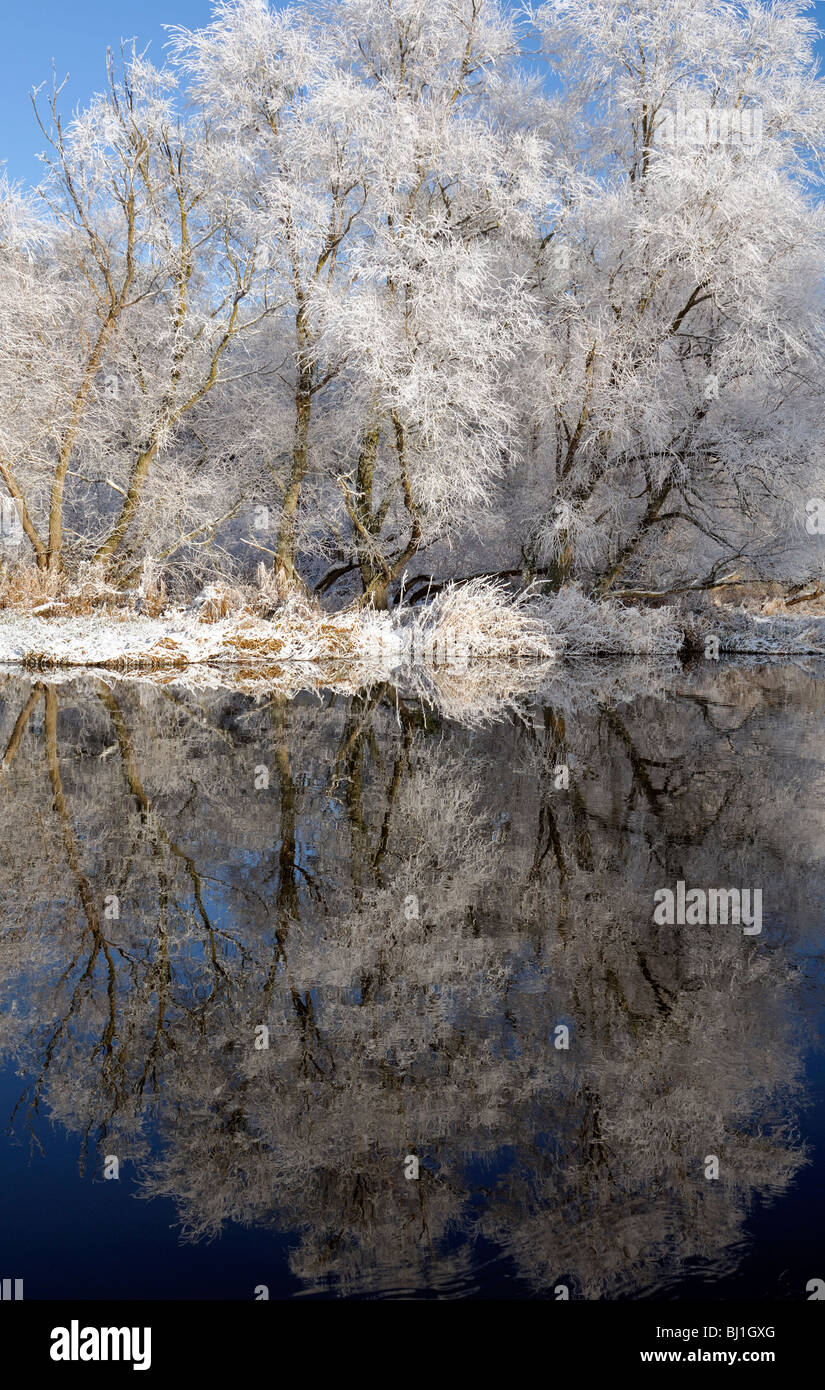 trees cover covered white hoar frost carpet blanket white snow bright blue sky reflect reflection river lake pond pool Stock Photo