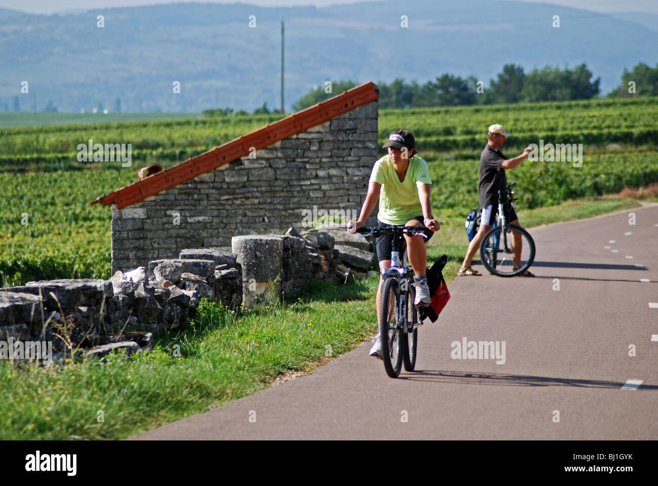 Cyclists on the veloroute near Puligny Montrachet, Cote de Beaune, Burgundy, France Stock Photo