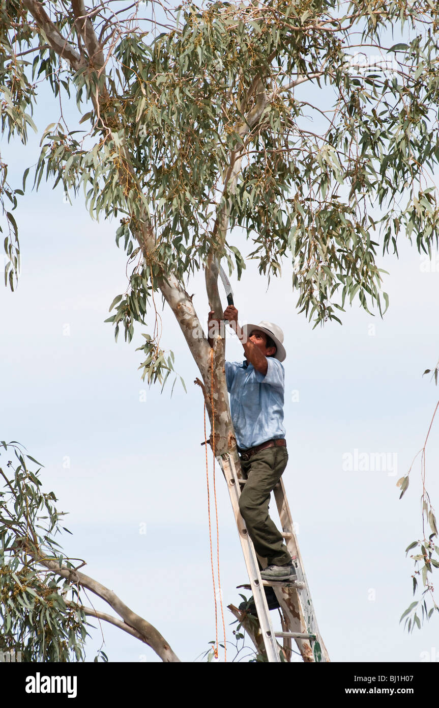a man trims branches from an eucalyptus tree prior to removal Stock
