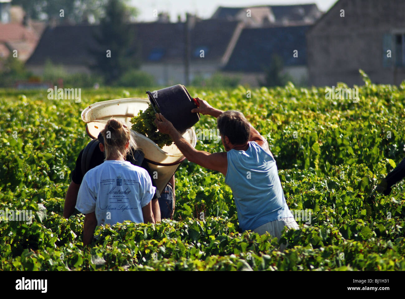 Grape pickers, Puligny Montrachet, Cote de Beaune, Burgundy, France Stock Photo