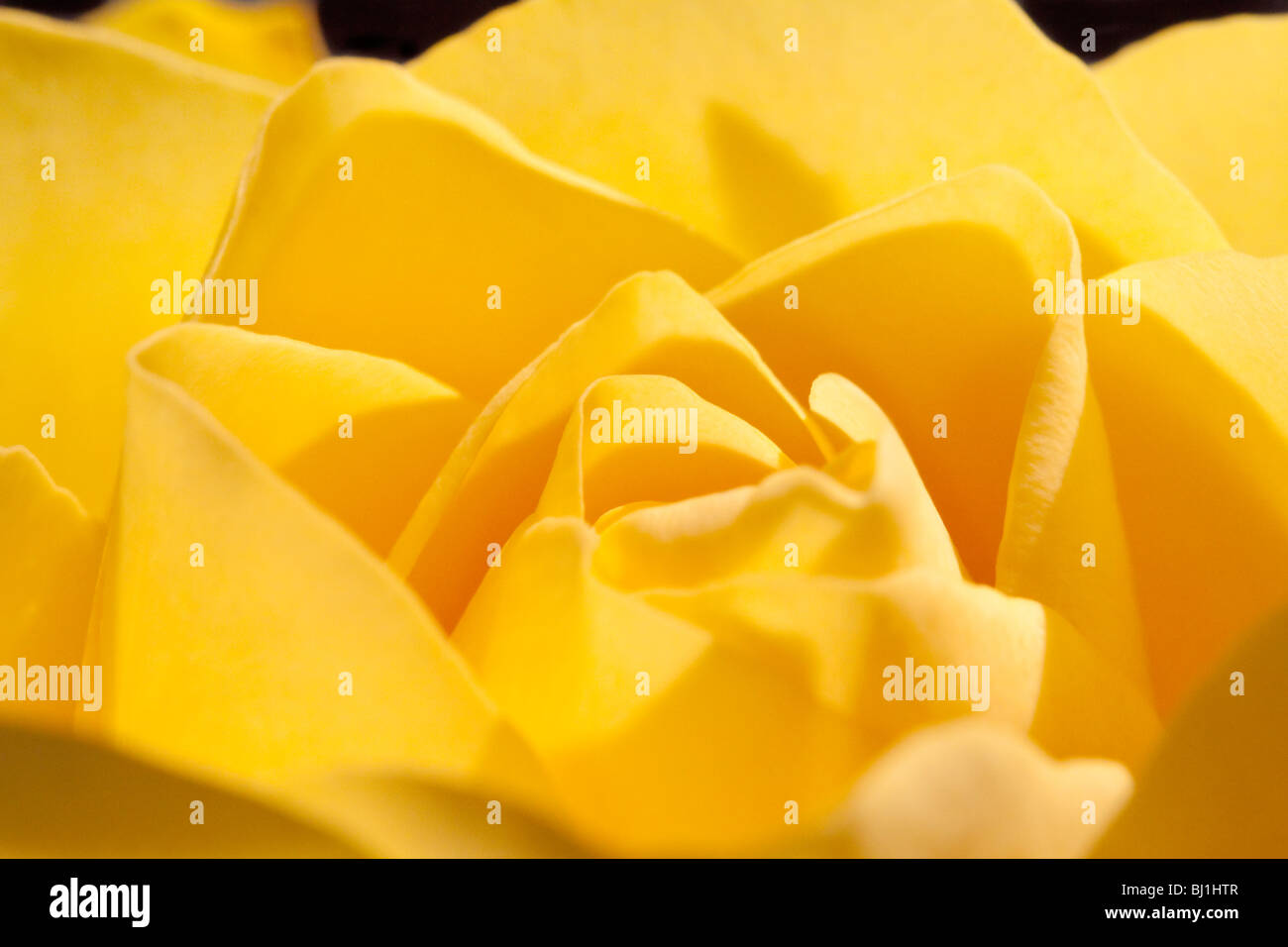 Rose colour hi-res stock photography and images - Alamy