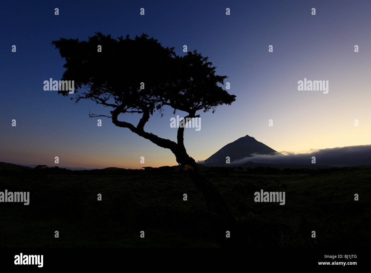 A forest-cedar and Pico mountain at sunset, Pico Island, Azores islands, Portugal Stock Photo