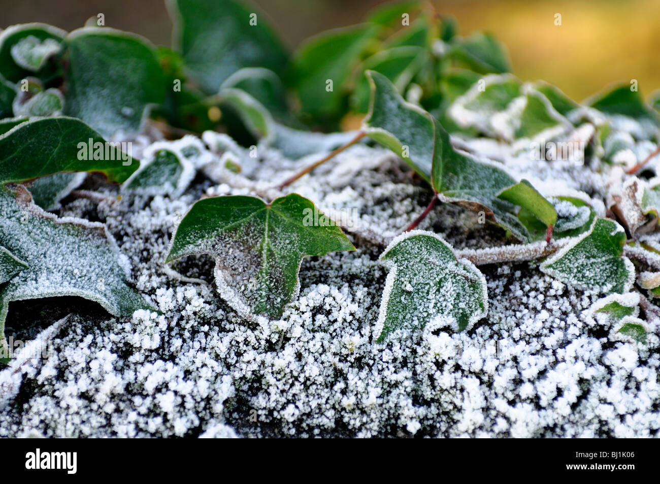 Hedera ivy ivies climbing ground-creeping evergreen woody plants Araliaceae bindwood lovestone hoar frost cover white contrast Stock Photo