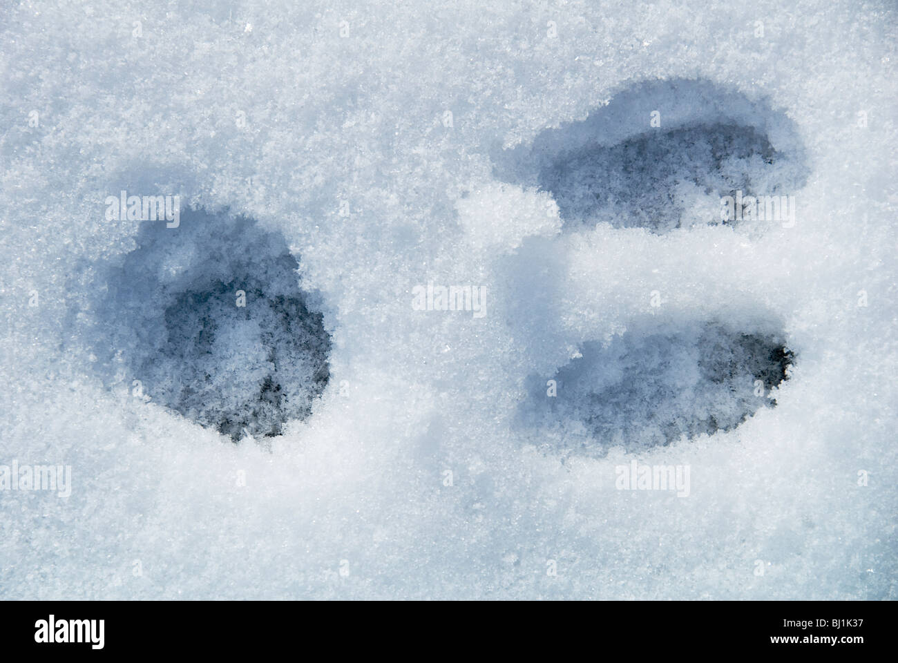 Rabbit tracks in the snow Stock Photo