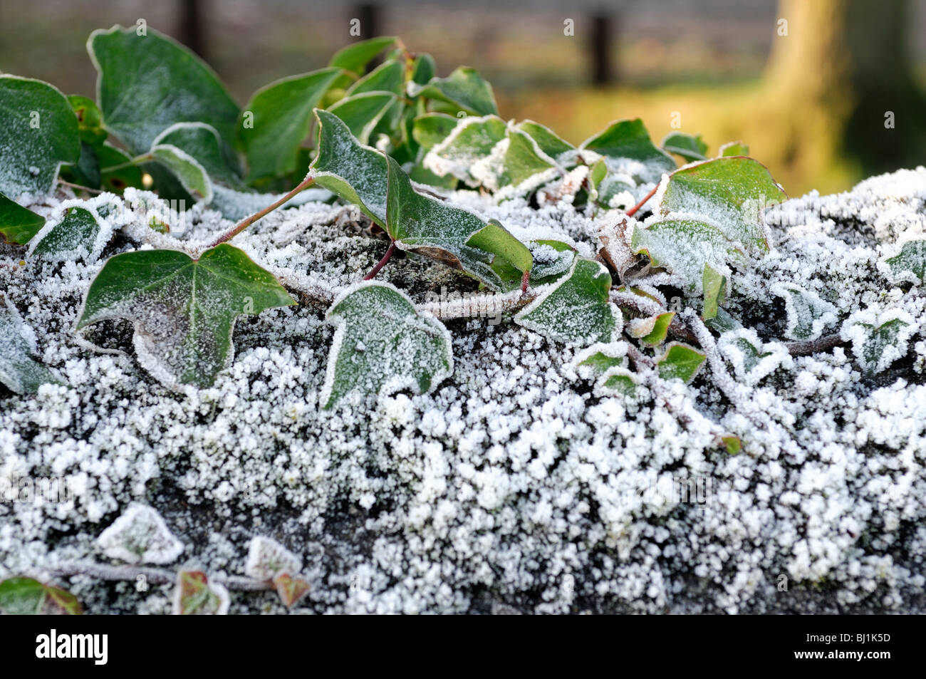 Hedera ivy ivies climbing ground-creeping evergreen woody plants Araliaceae bindwood lovestone hoar frost cover white contrast Stock Photo