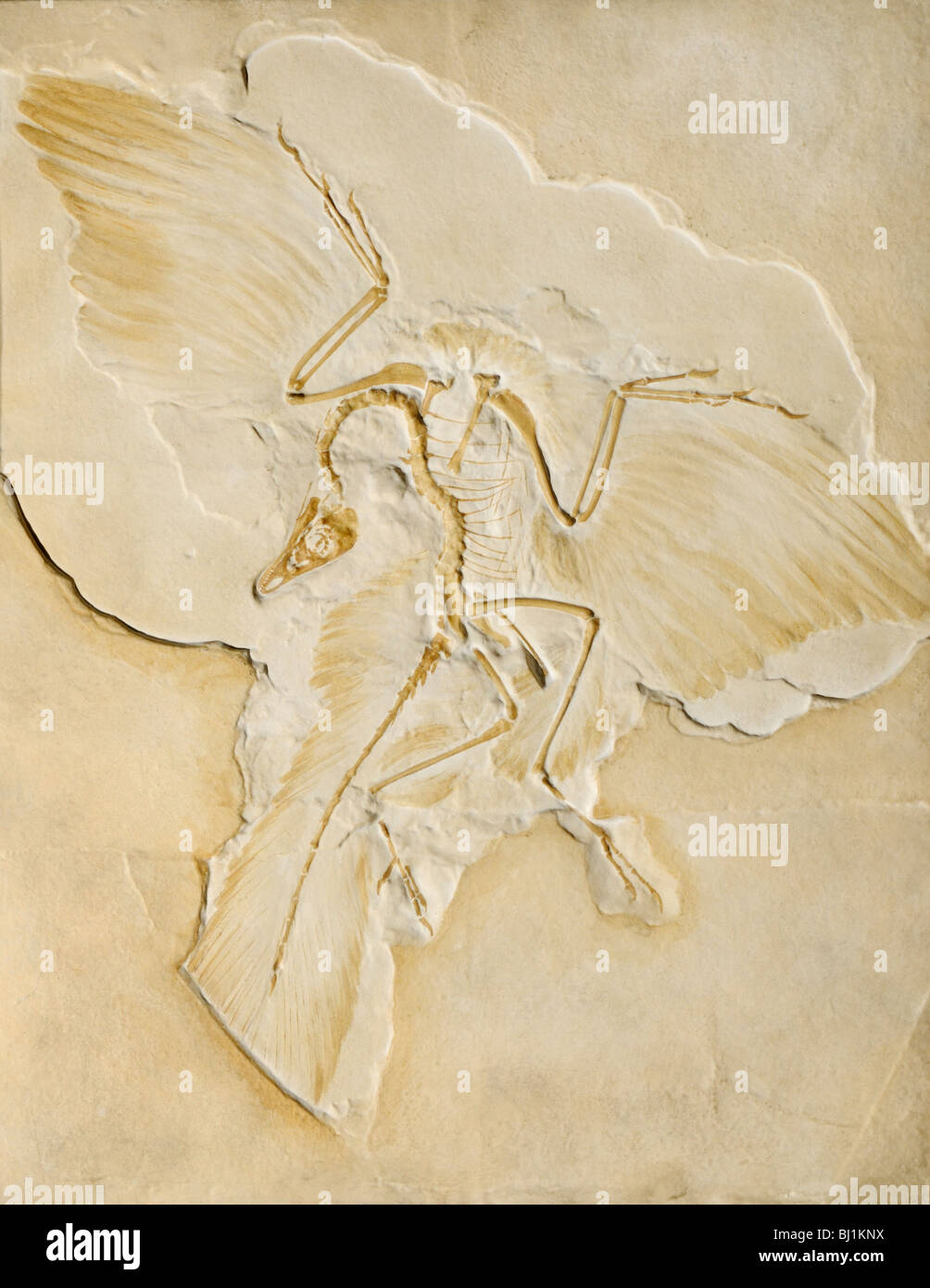 Archaeopteryx fossil cast. One of the earliest birds, Archaeopteryx