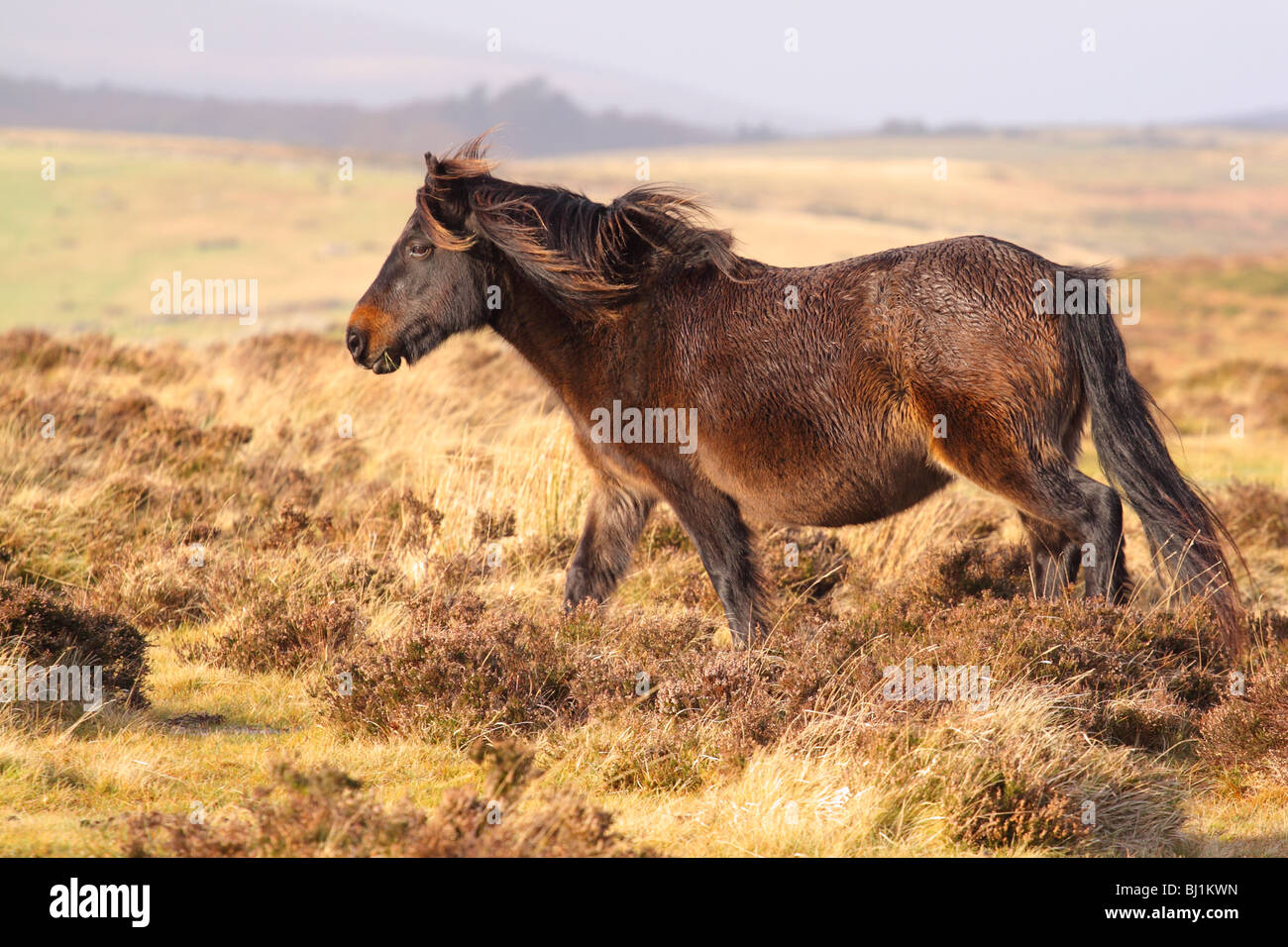 Dartmoor Pony roaming the National Park in midwinter Stock Photo Alamy