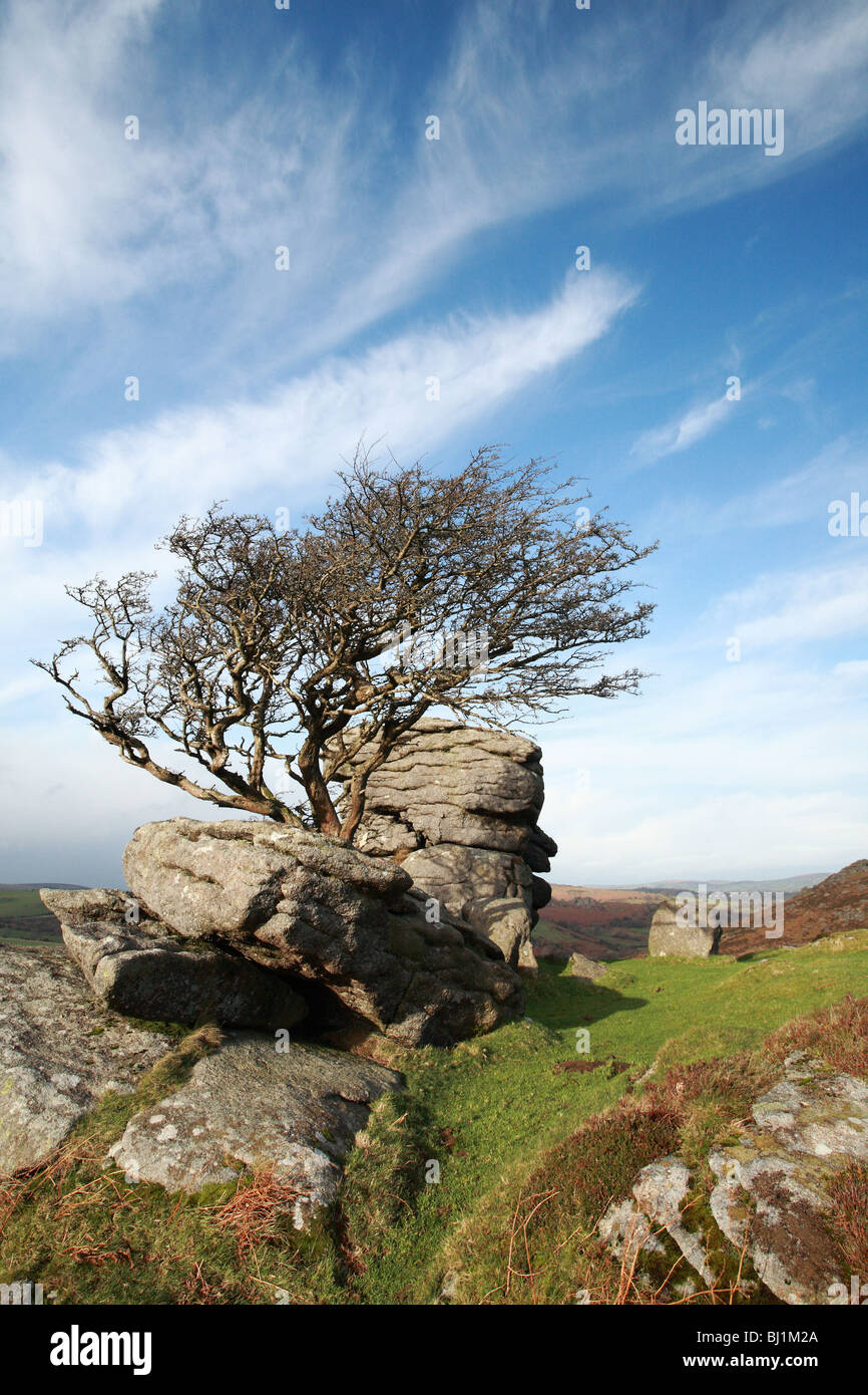 Lone tree on Holwell Tor in mid winter, Dartmoor, Devon, England, UK Stock Photo