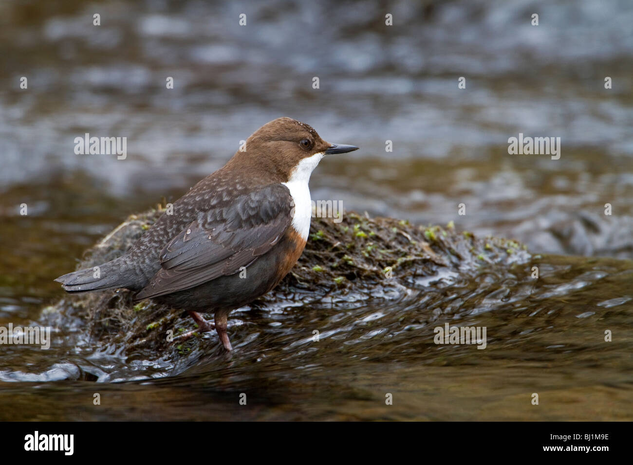 Dipper standing in river Stock Photo