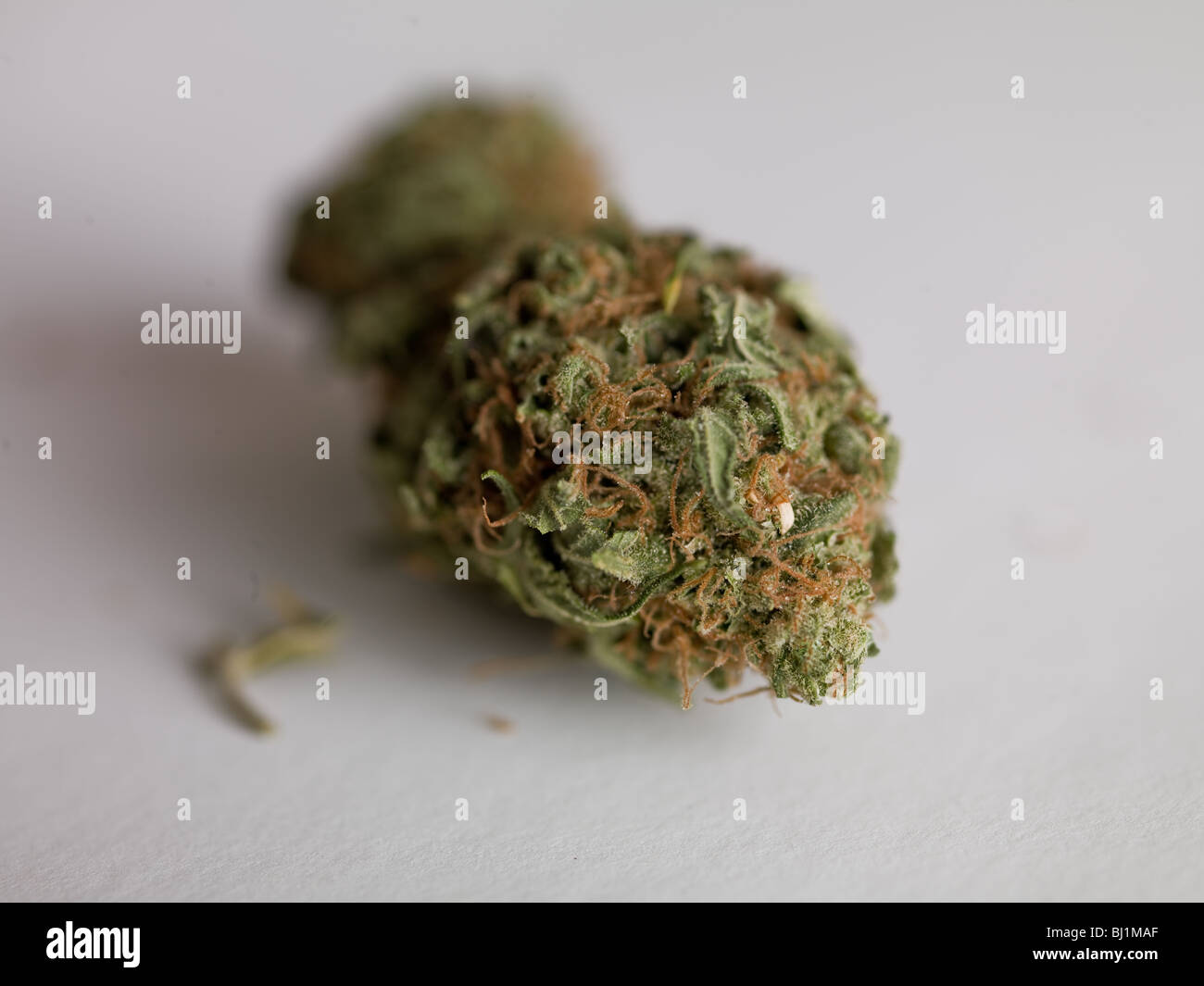 Cannabis Skunk Head Stock Photo Alamy