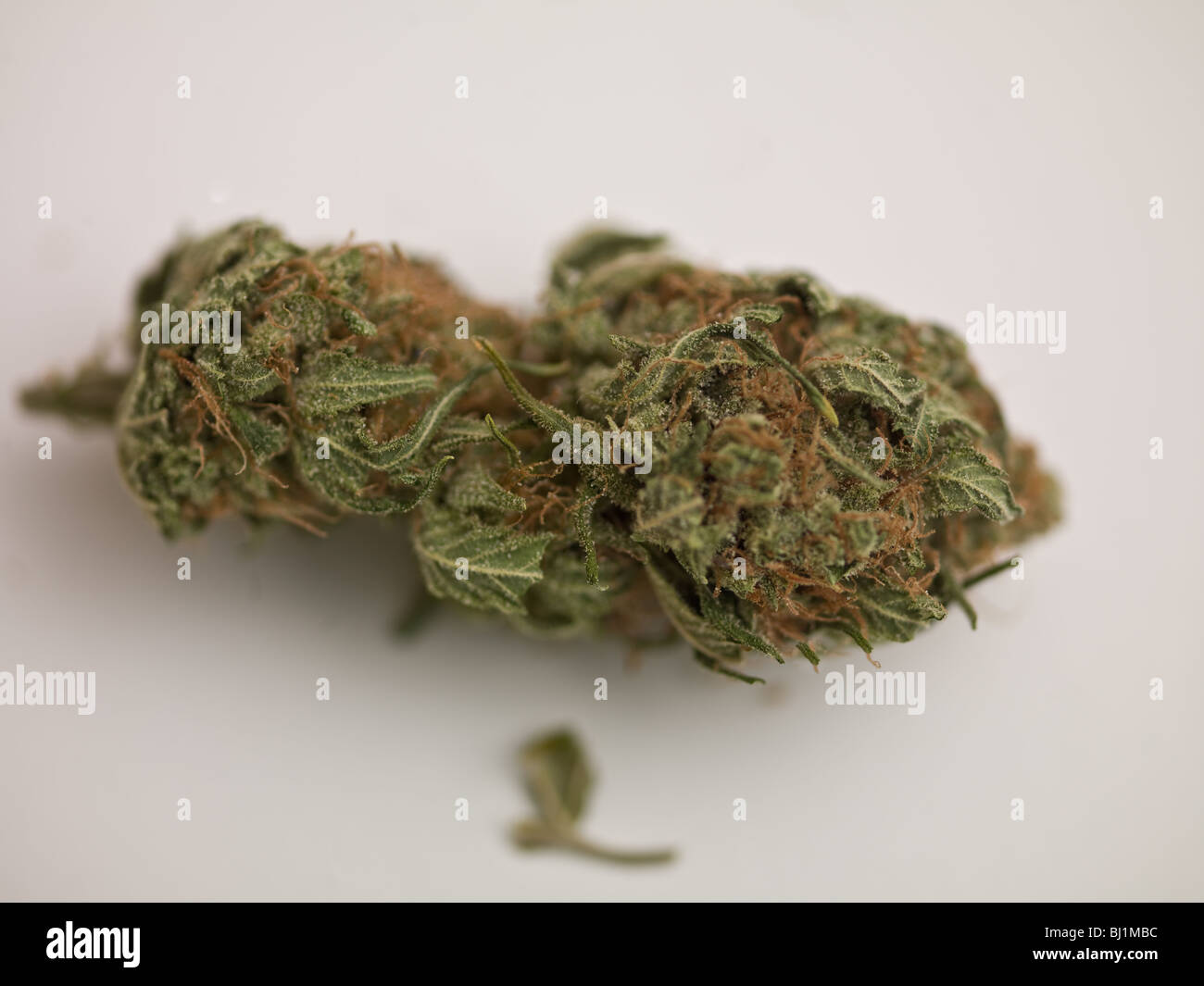 Cannabis Skunk Head Stock Photo Alamy