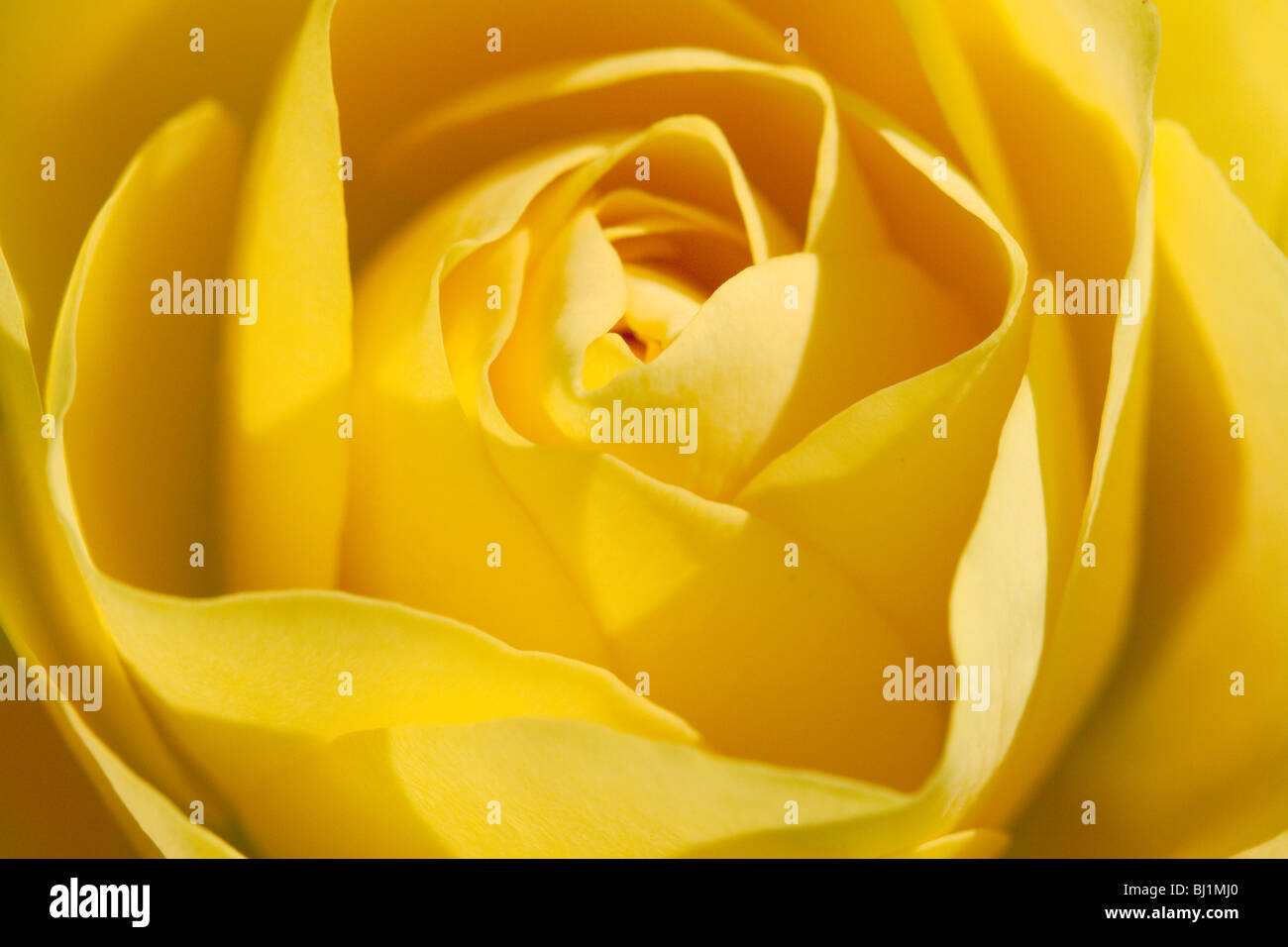 CLOSE UP OF A YELLOW ROSE Stock Photo