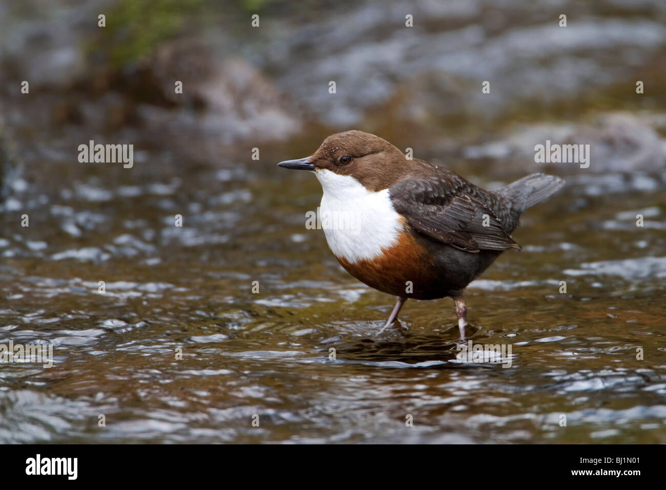 Dipper standing in river Stock Photo