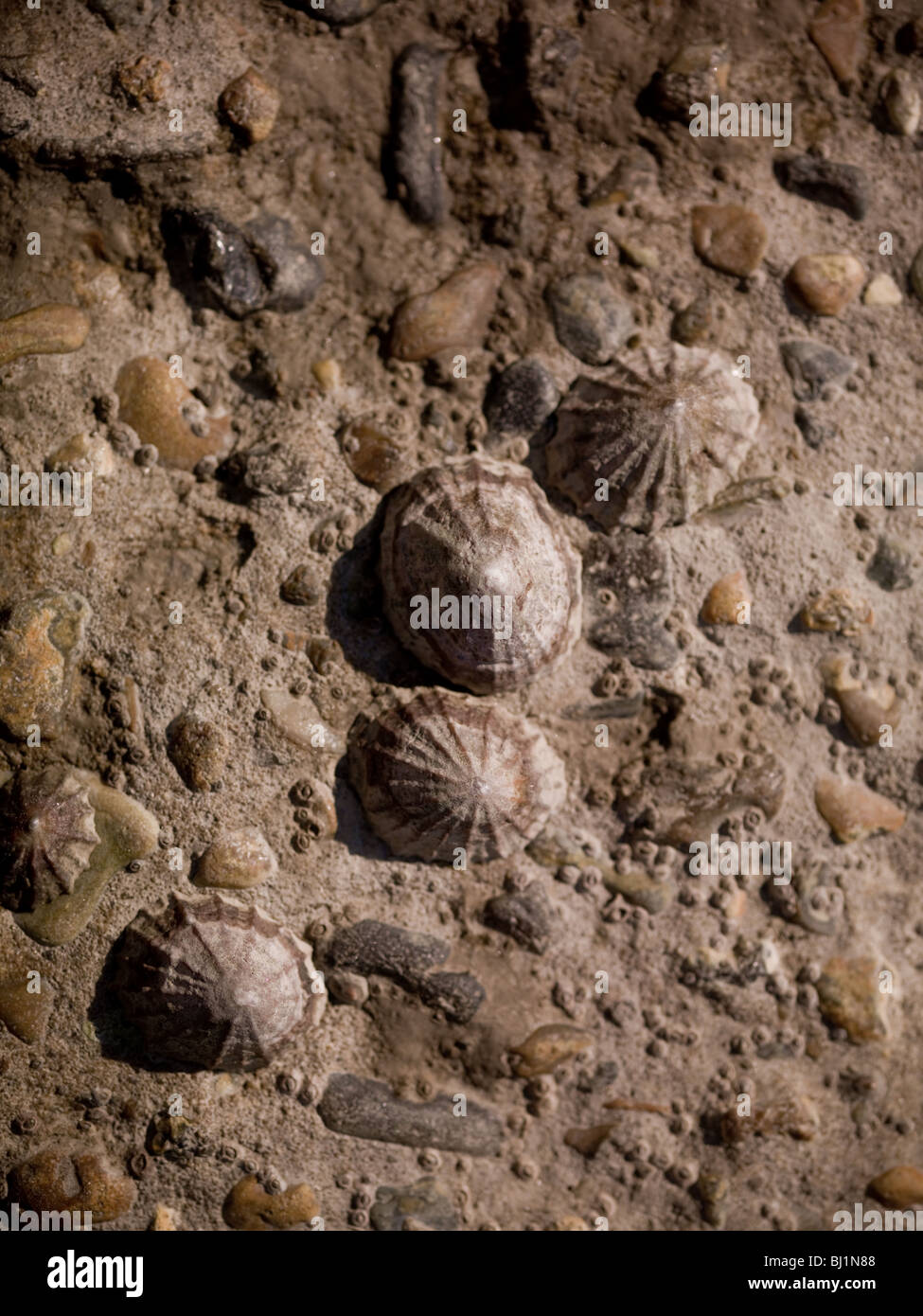 Limpets. Stock Photo