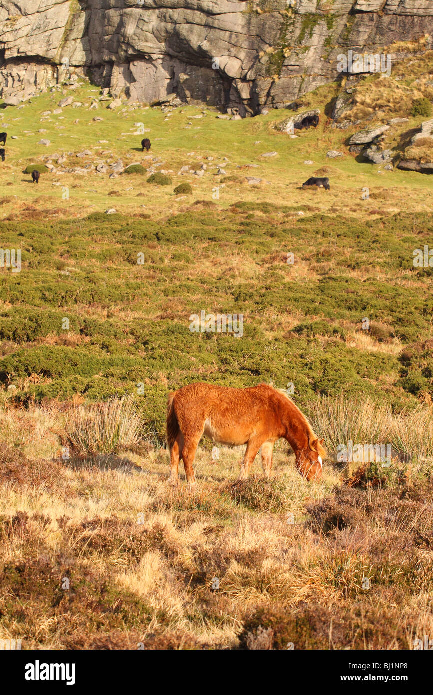 Dartmoor pony beneath Haytor, Dartmoor, Devon, England, UK Stock Photo