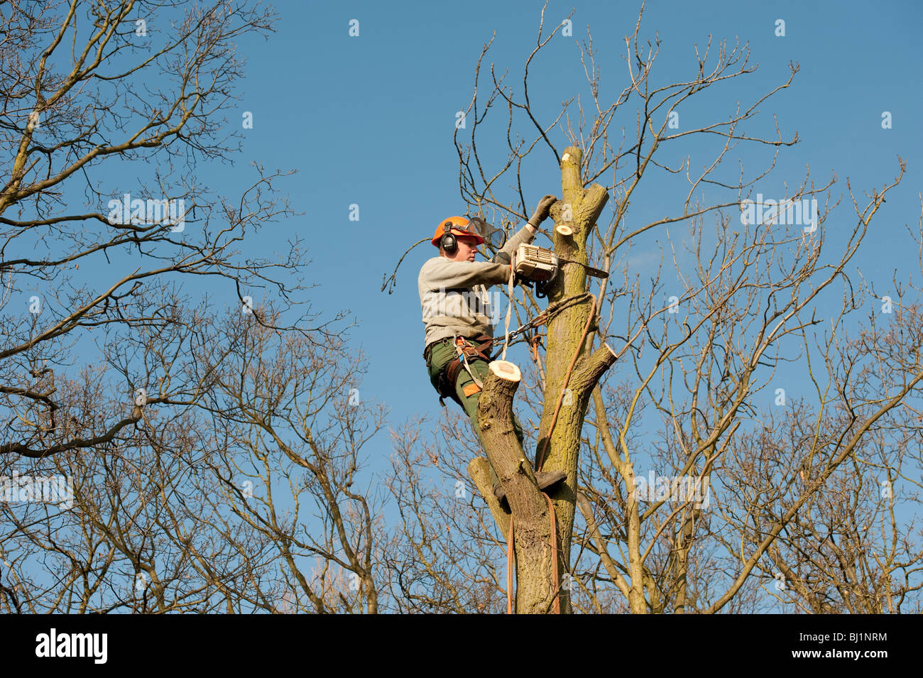 Arborist works at the top of an Oak tree in order to cut it back to