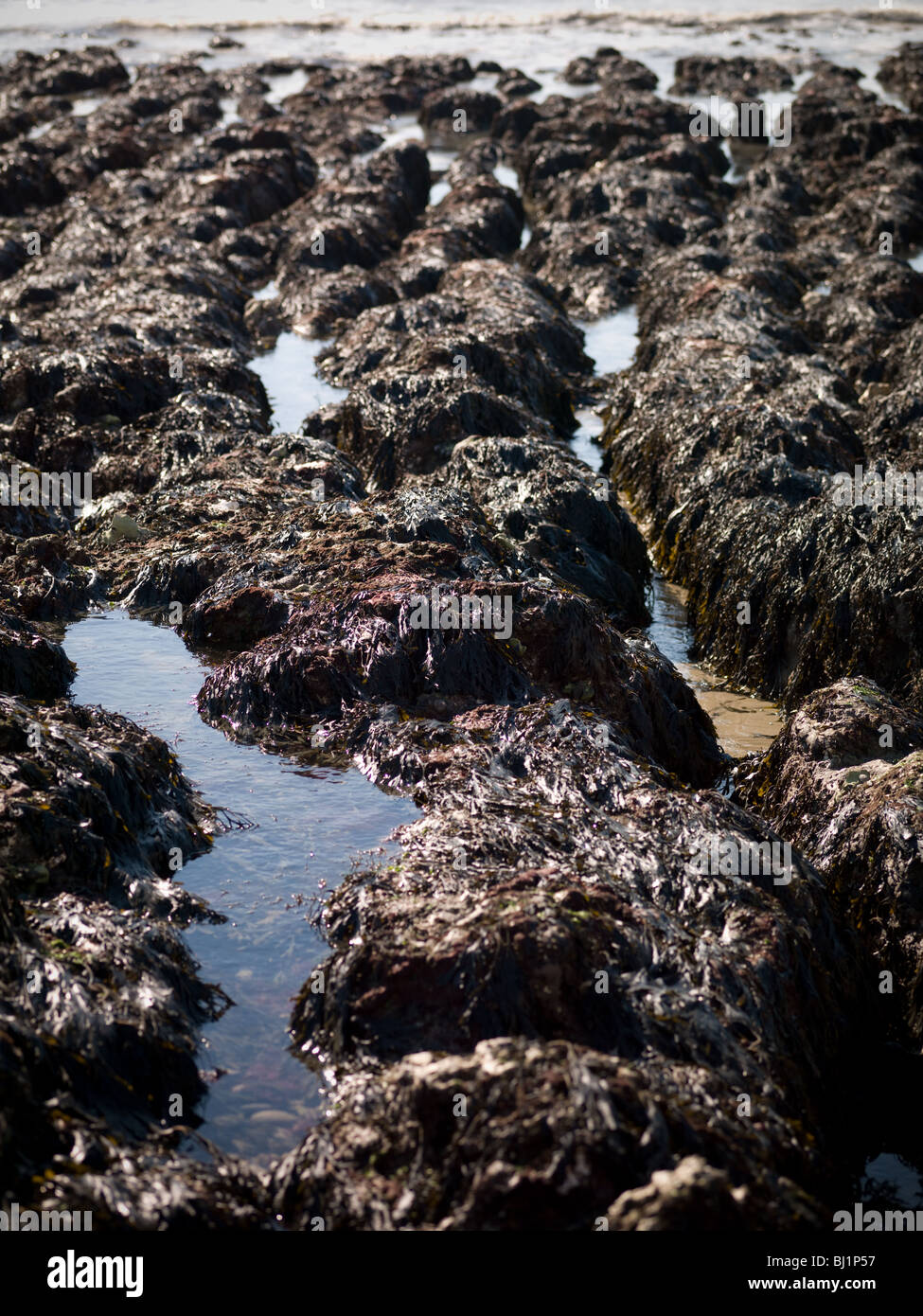 Chalk rock pools Stock Photo Alamy